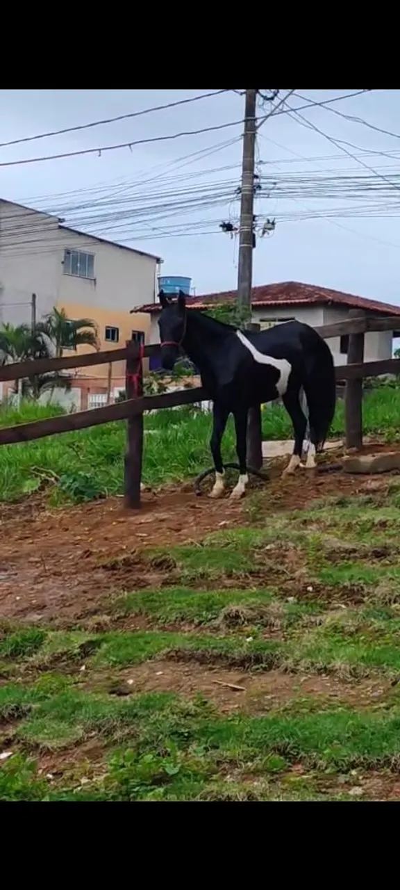 Égua Pampa de Preto Homozigota