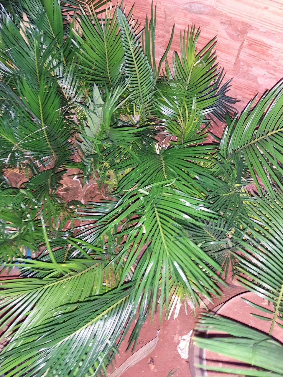 Palmeira para jardim - Foto 3