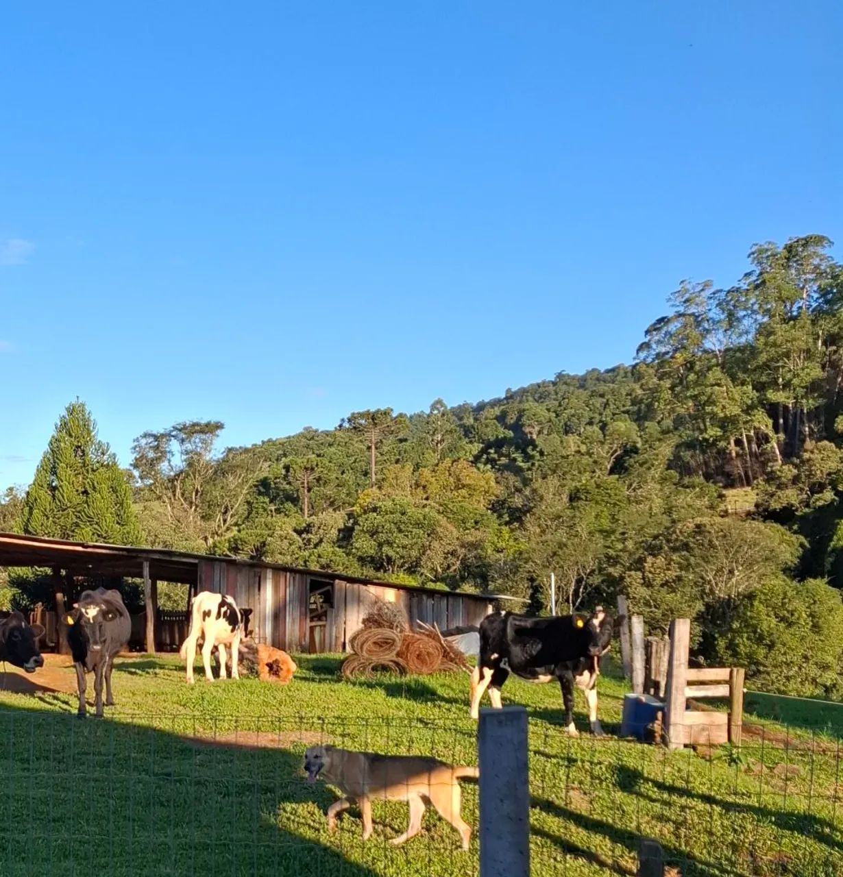 Venda novilhas holandesas