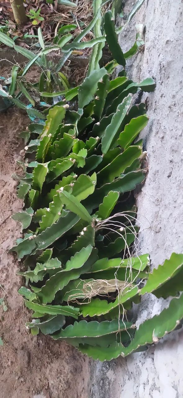 Mudas de Pitaya - Foto 2