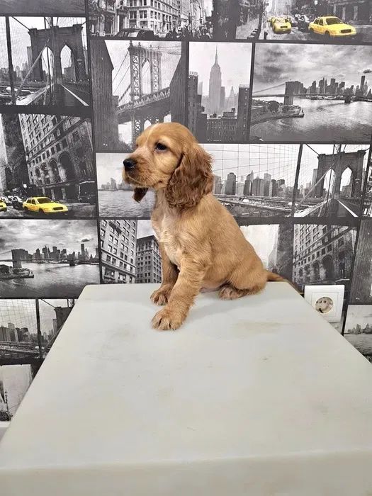 Cocker Spaniel ingles Bolinhas de Energia e Amor! - Foto 3