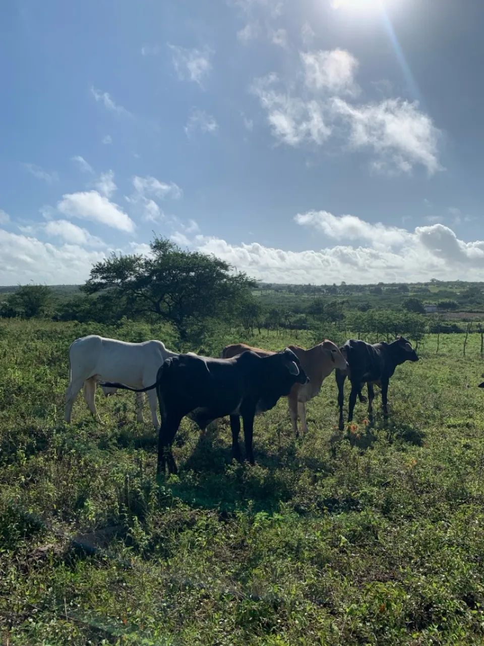 Vendo 8 bezerros para engorda - Foto 4