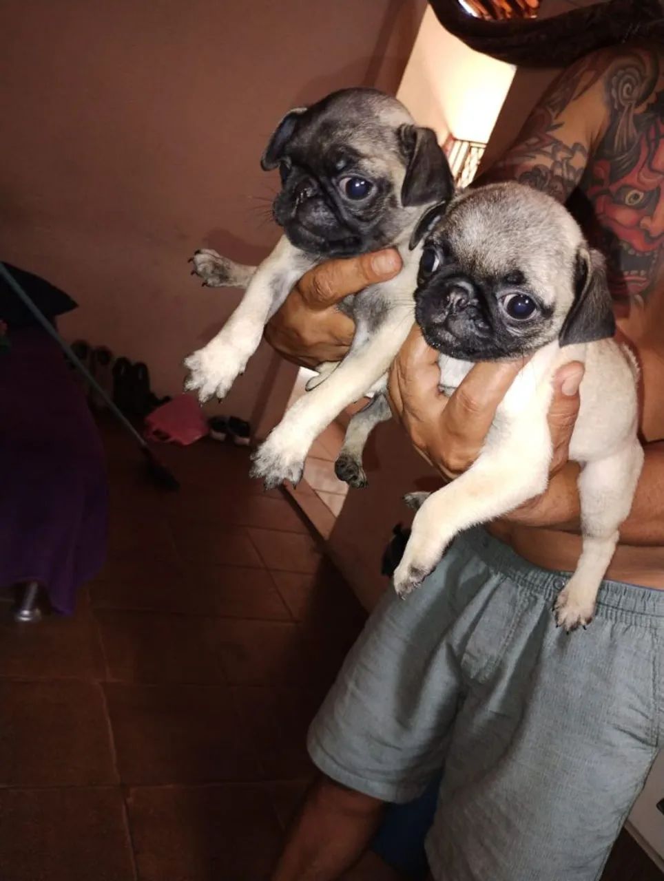 Lindos filhotes da raça Pug