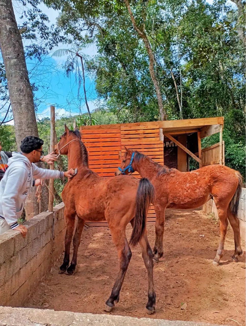 Potro puro sangue árabe - Foto 3