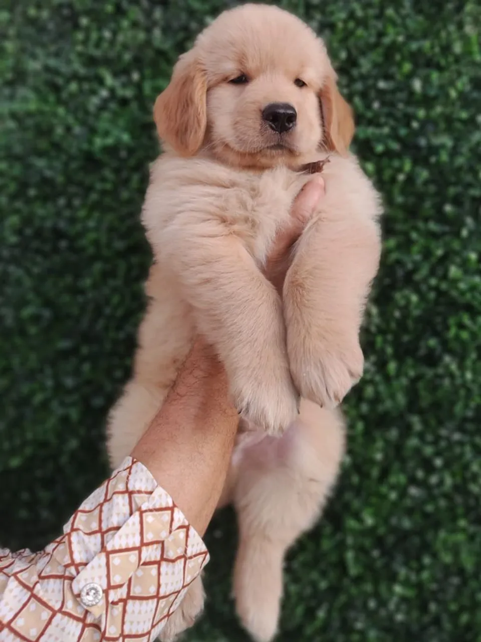 Padrão Americano Com Pedigree.