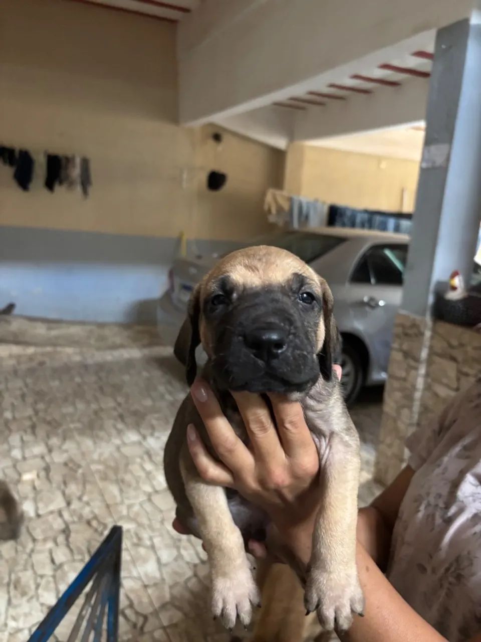 Filhote d fila brasileiro  - Foto 5
