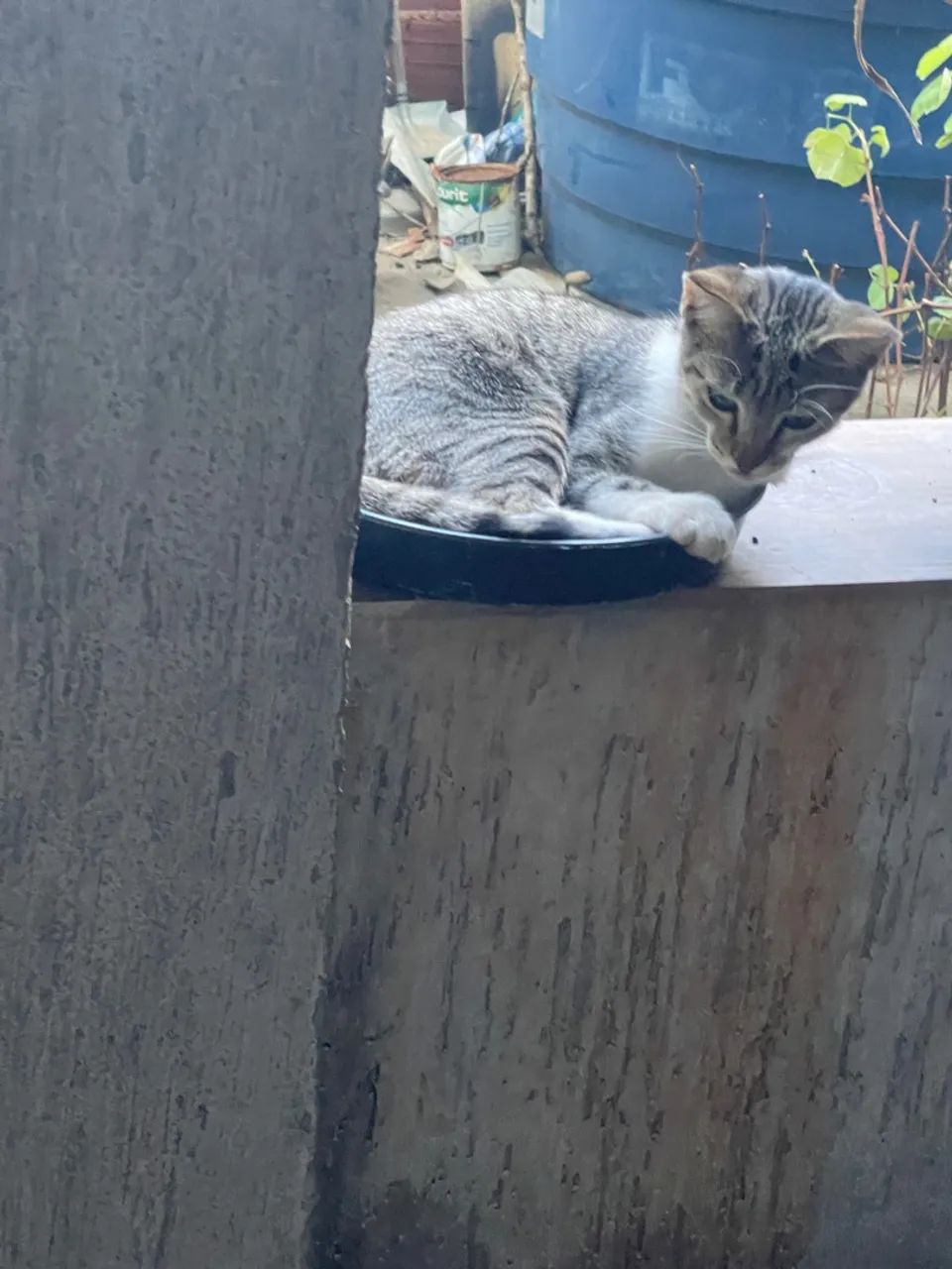 Gata cinza e branco disponível para adoção * 