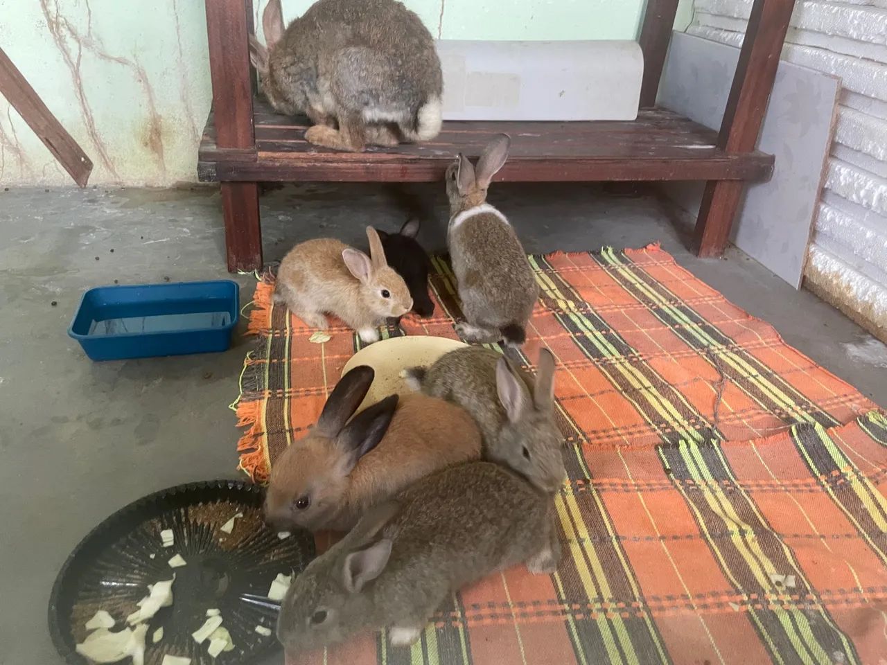 Filhotes de coelhos a venda , com dois meses de vida - Foto 5