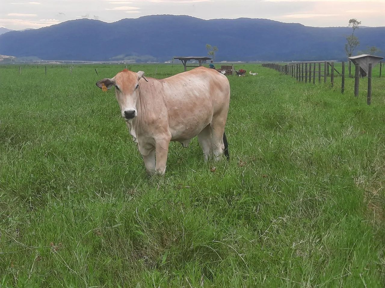  5 novilhas para venda - Foto 3