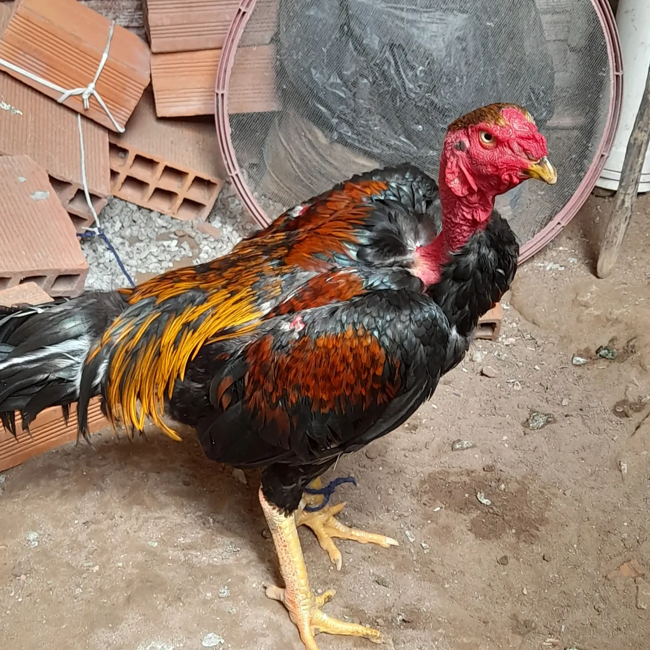 Galo