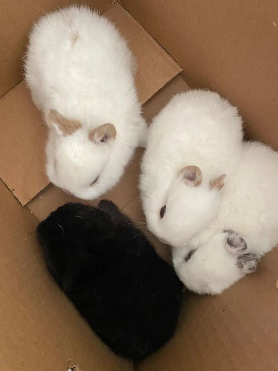 Coelhinhos anão nerteland  - Foto 6