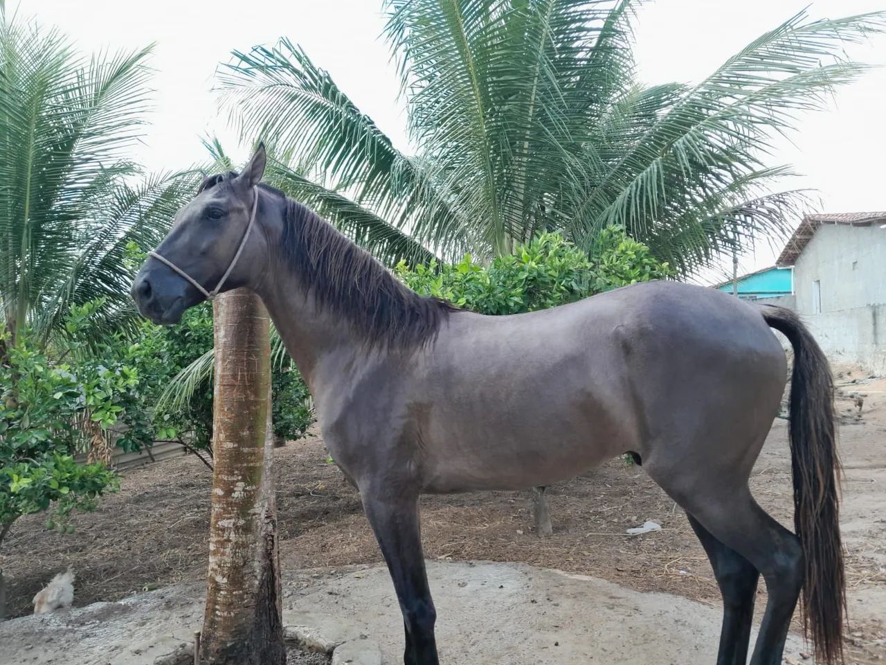 Cavalo Mangalarga Marchador - Animal de Excelente Linhagem