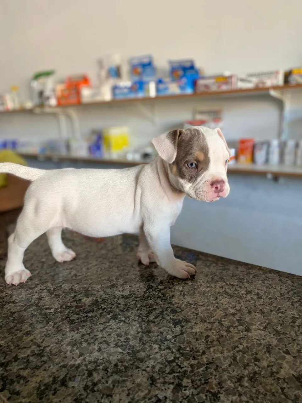 Filhote American Bully - Pelagem Exclusiva