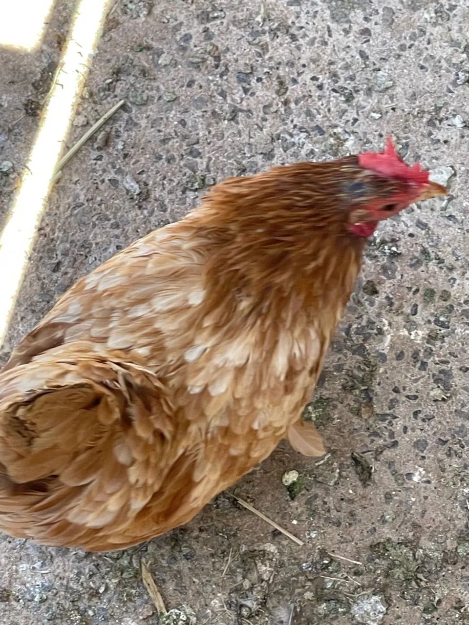 ? Galinhas e Galos Garnizé Nagasaki à Venda! ? - Foto 4