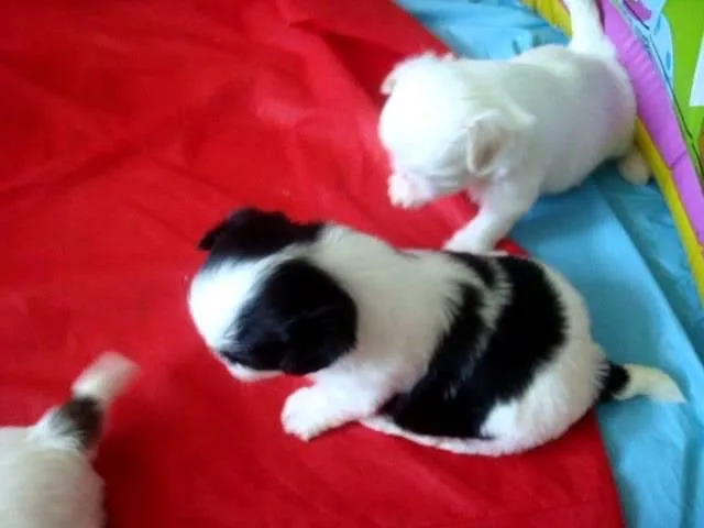 Filhotes de Shih Tzu para doação *