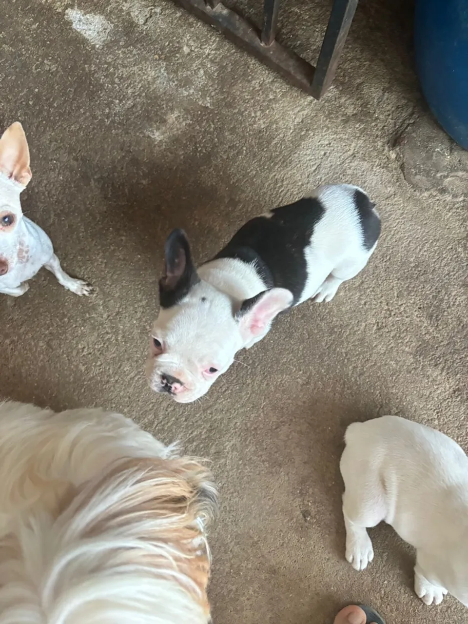 Filhotes de Bulldog Francês com manchas