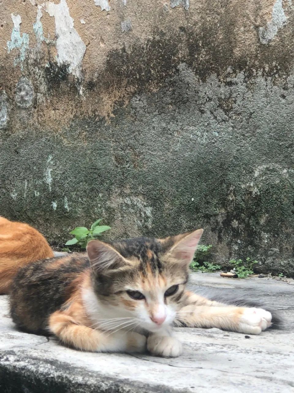 Gatinhos para doação  - Foto 2