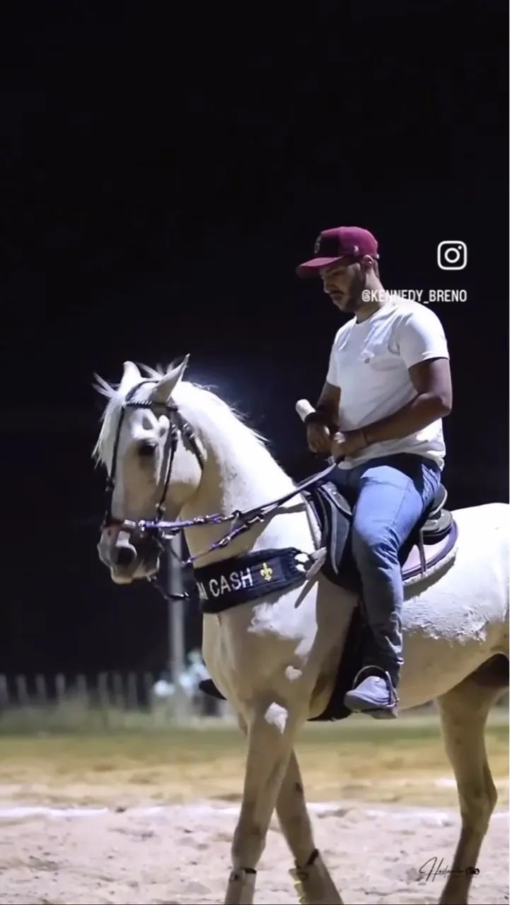 Cavalo castrado de direita  - Foto 2