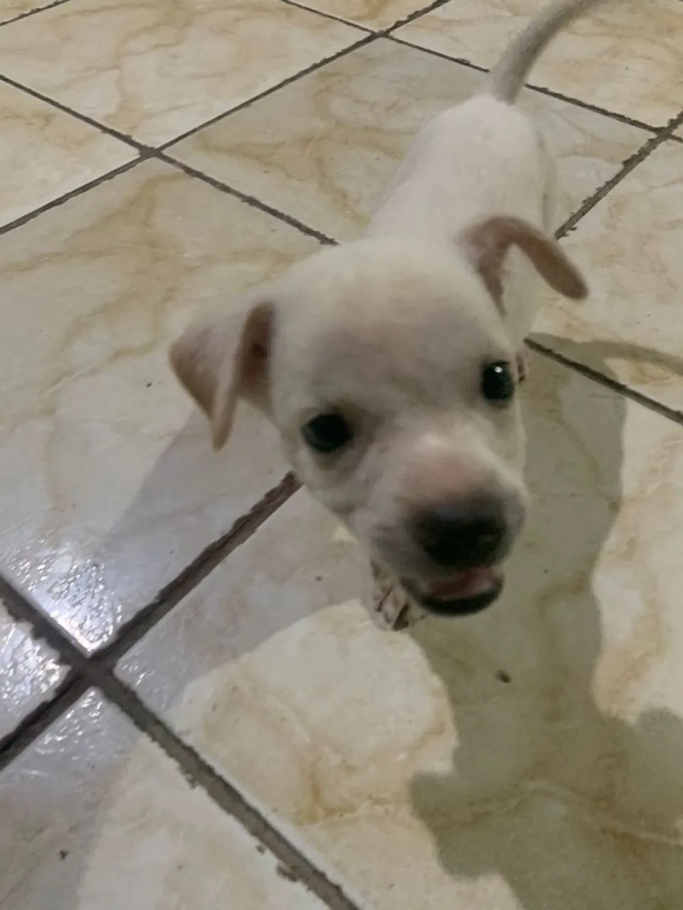 Doa-se Filhote vira lata branco 