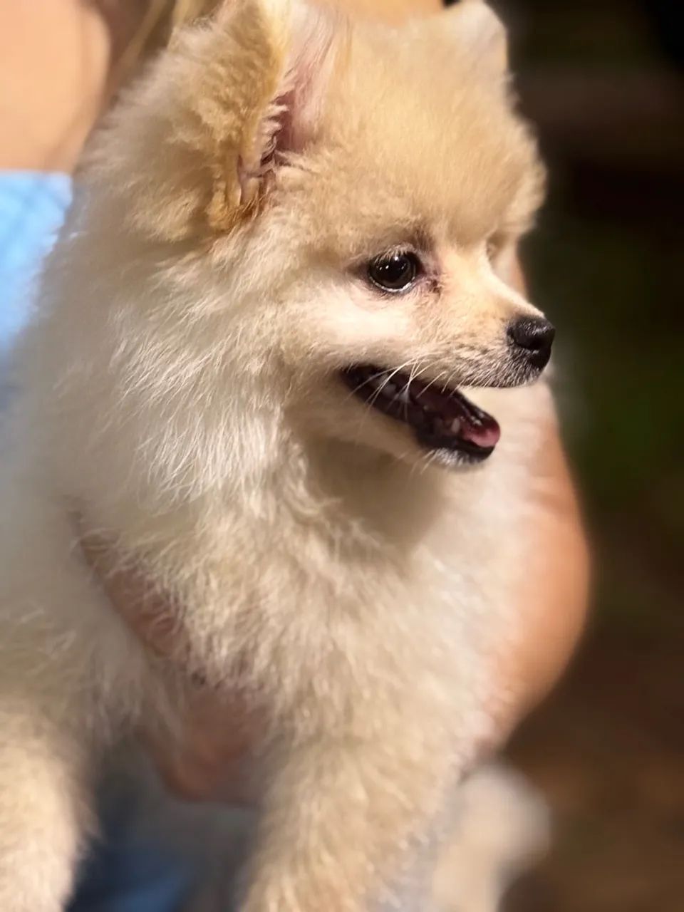 Lulu da pomerania-filhote fêmea  - Foto 3