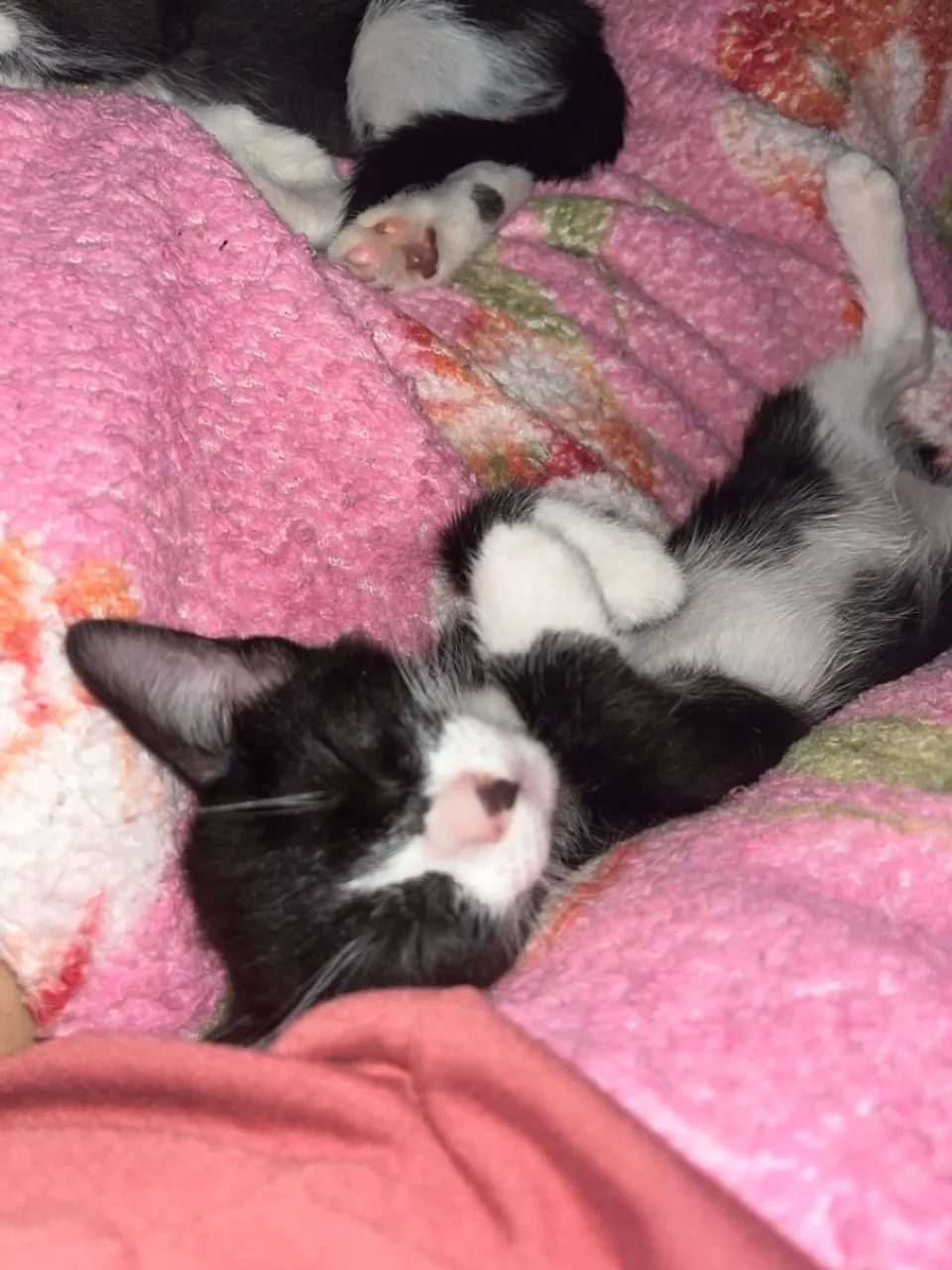 Gatinhas adoráveis para adoção - Foto 4