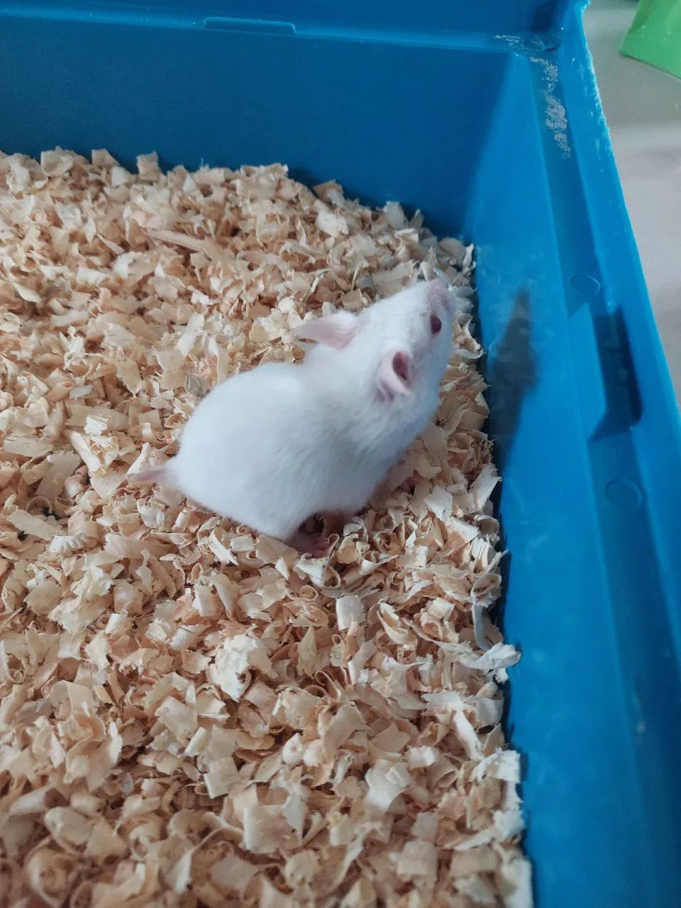 Filhote Hamster Sírio - Foto 2