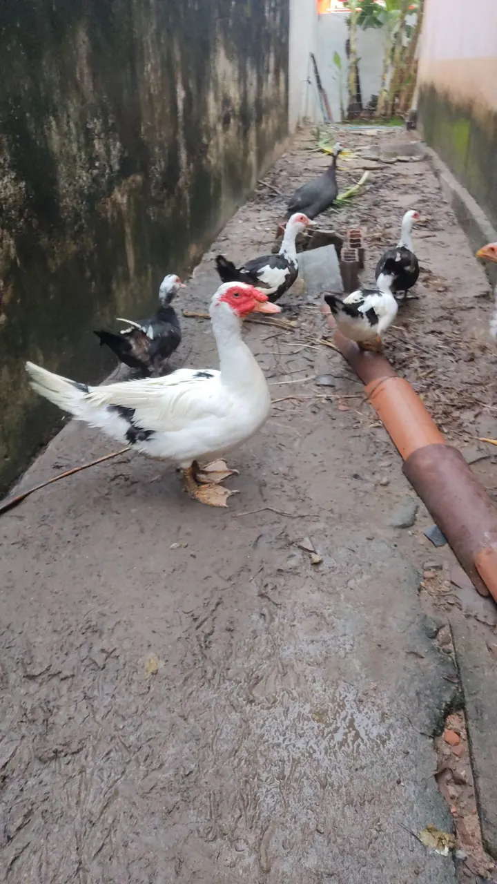 Patos