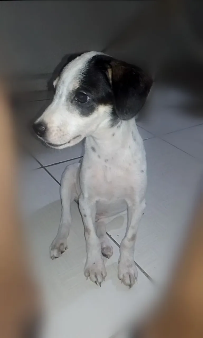 Filhote de cachorro adorável para adoção