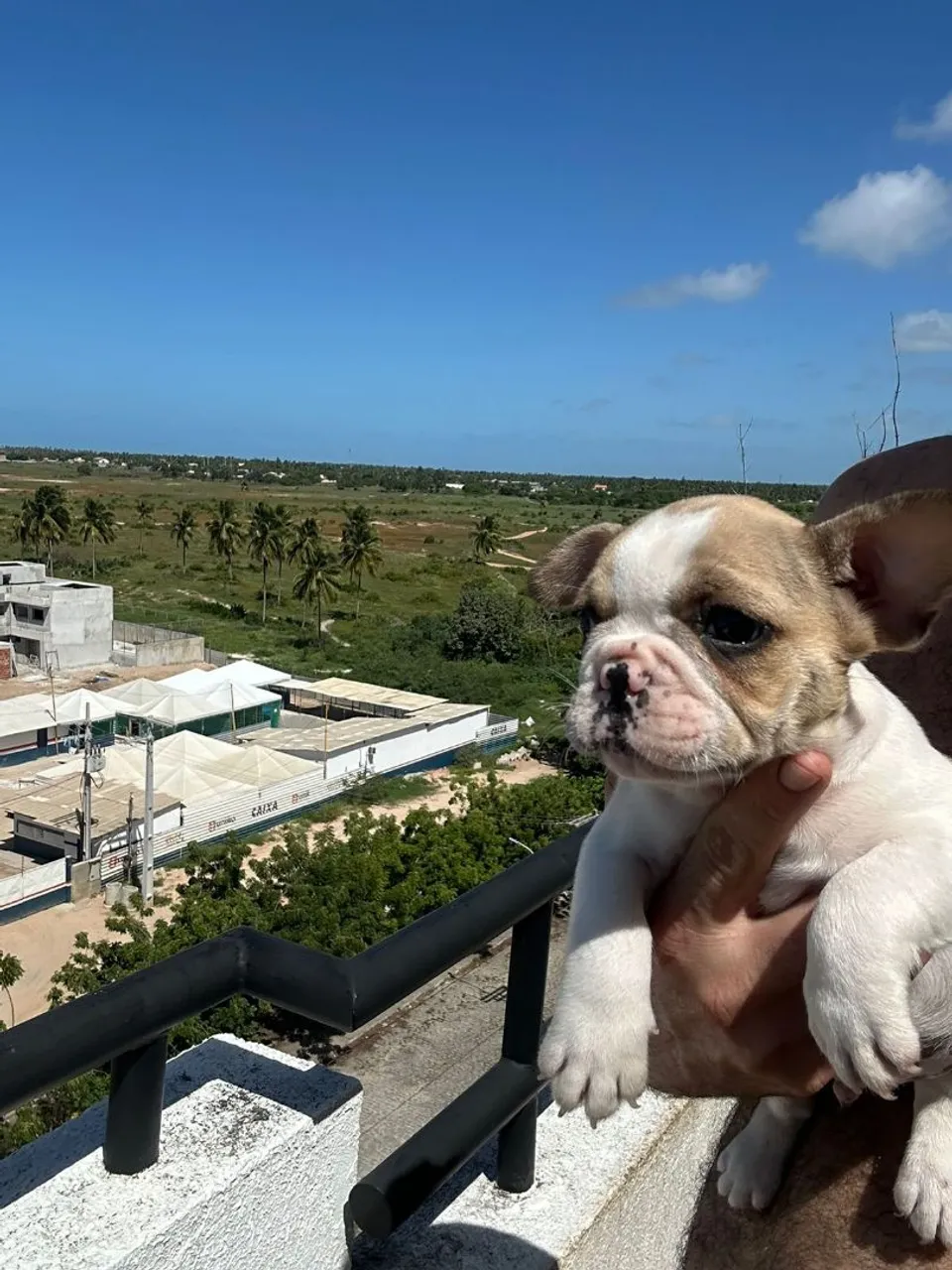 Filhote de Bulldog Francês com pedigree