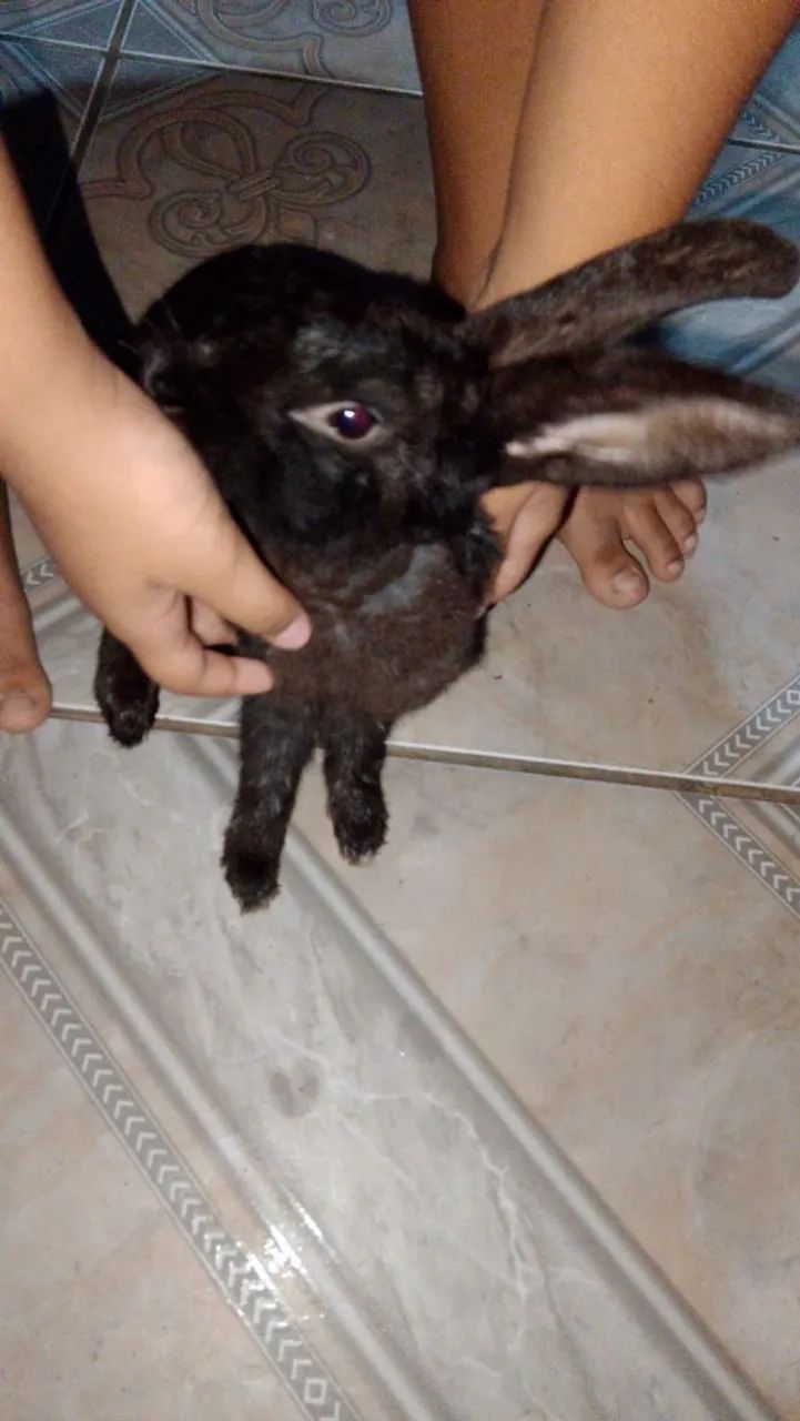 Coelho preto fofinho para adoção - Foto 2