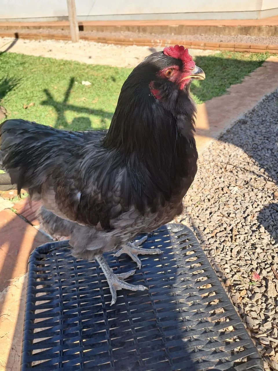 Ameraucana Blue - Foto 2