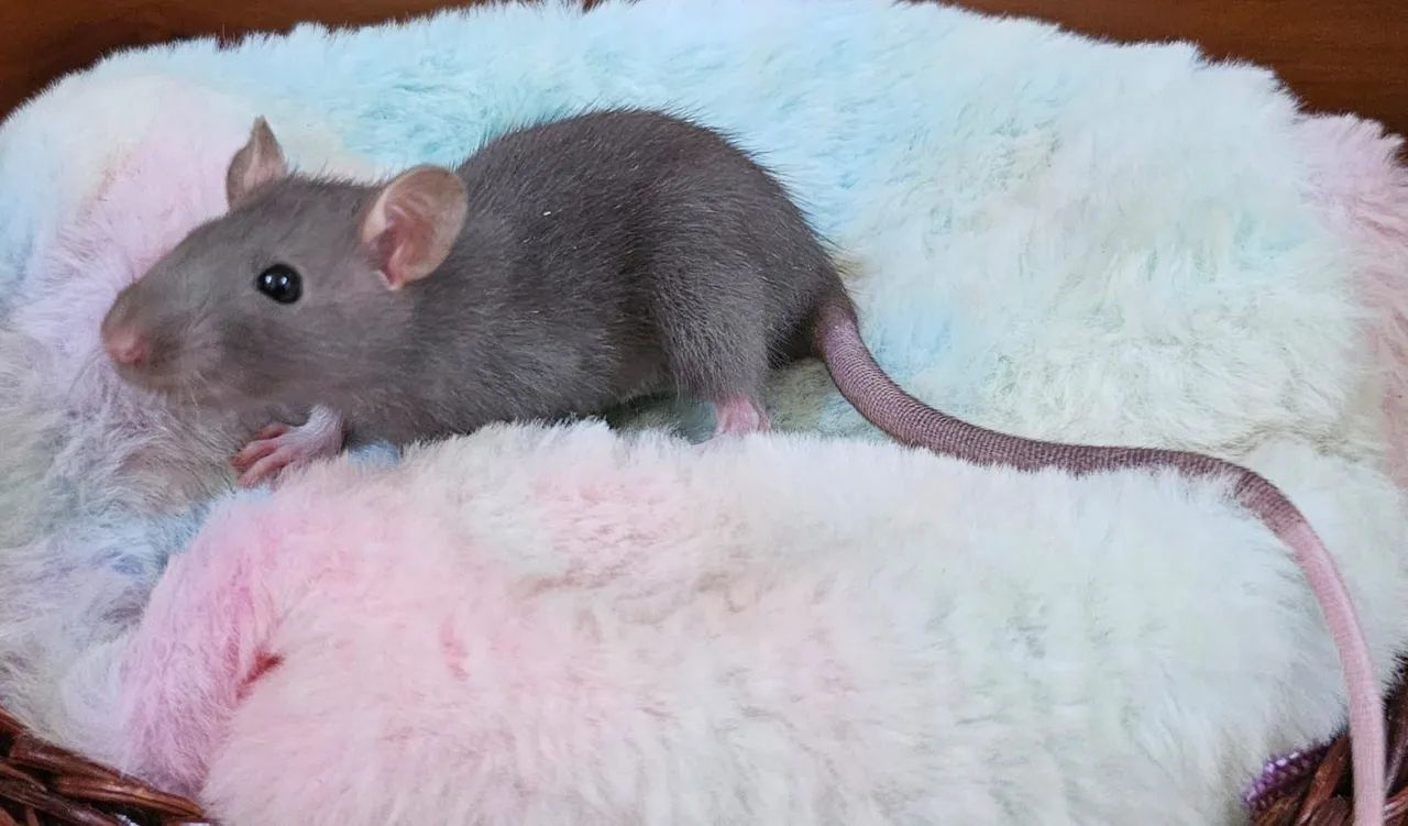 Twister carinhosos - Alto padrão - Foto 5