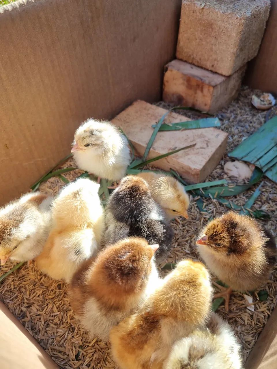 ? Lote de Aves Diversificado - Galinhas, Frangos, Galo e Pintinhos (Desconto no Lote)<br> - Foto 6