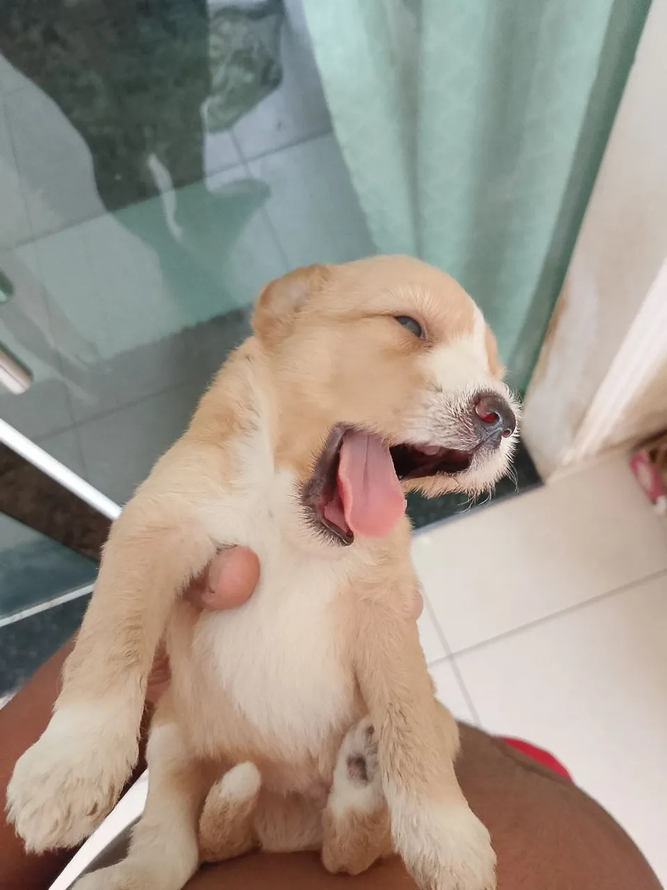 Filhote de cachorro lindo e carinhoso