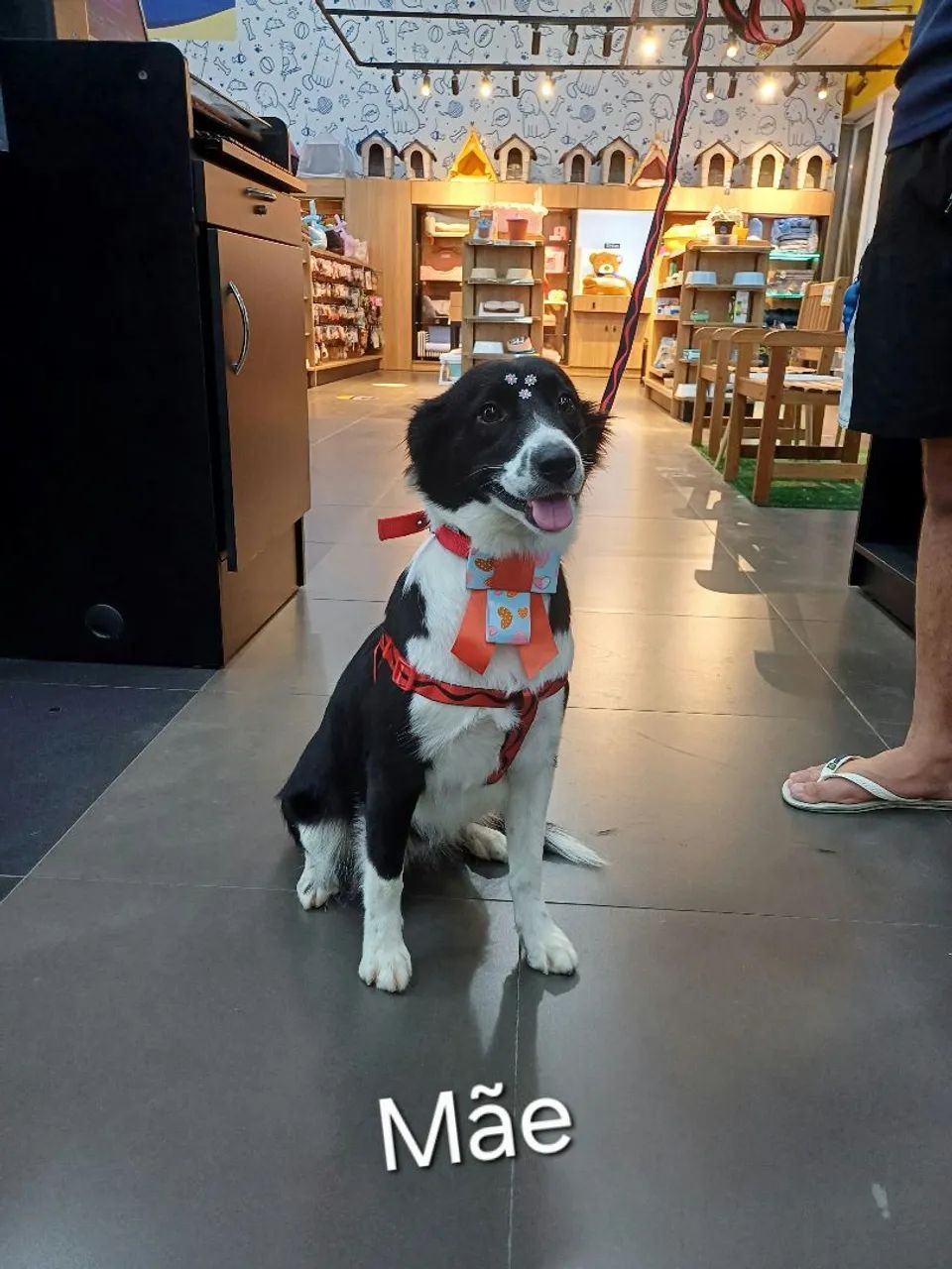 Filhotes de border collie 