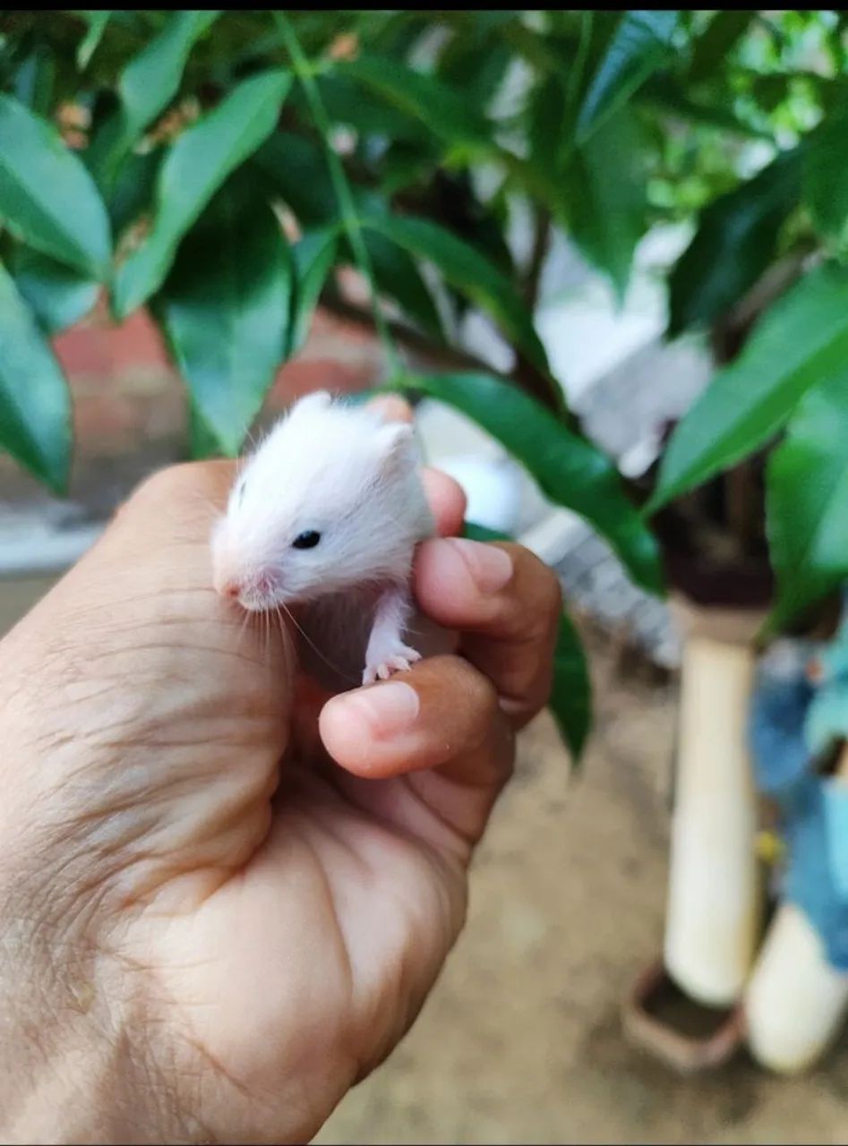 Porquinho da Índia-hamster e coelho - Foto 5