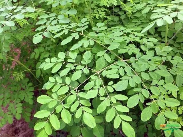 Moringa Oleifera (vendo mudas) - Foto 2