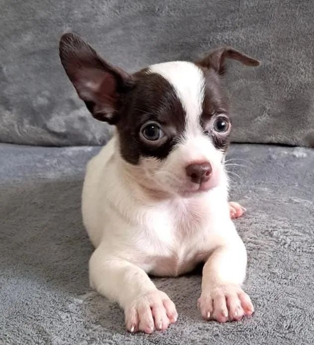 Chihuahua macho com vacina importada - Foto 3