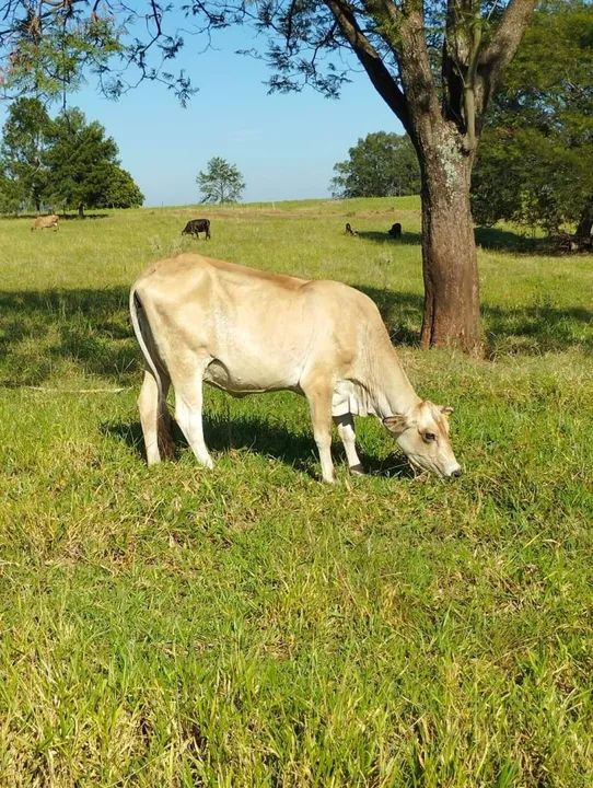 Vende-se 2 vacas  - Foto 2