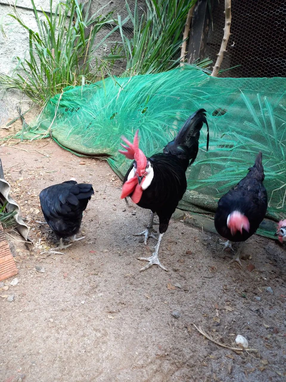 Galinha Cara de Palhaço (ovos galados) - Foto 5
