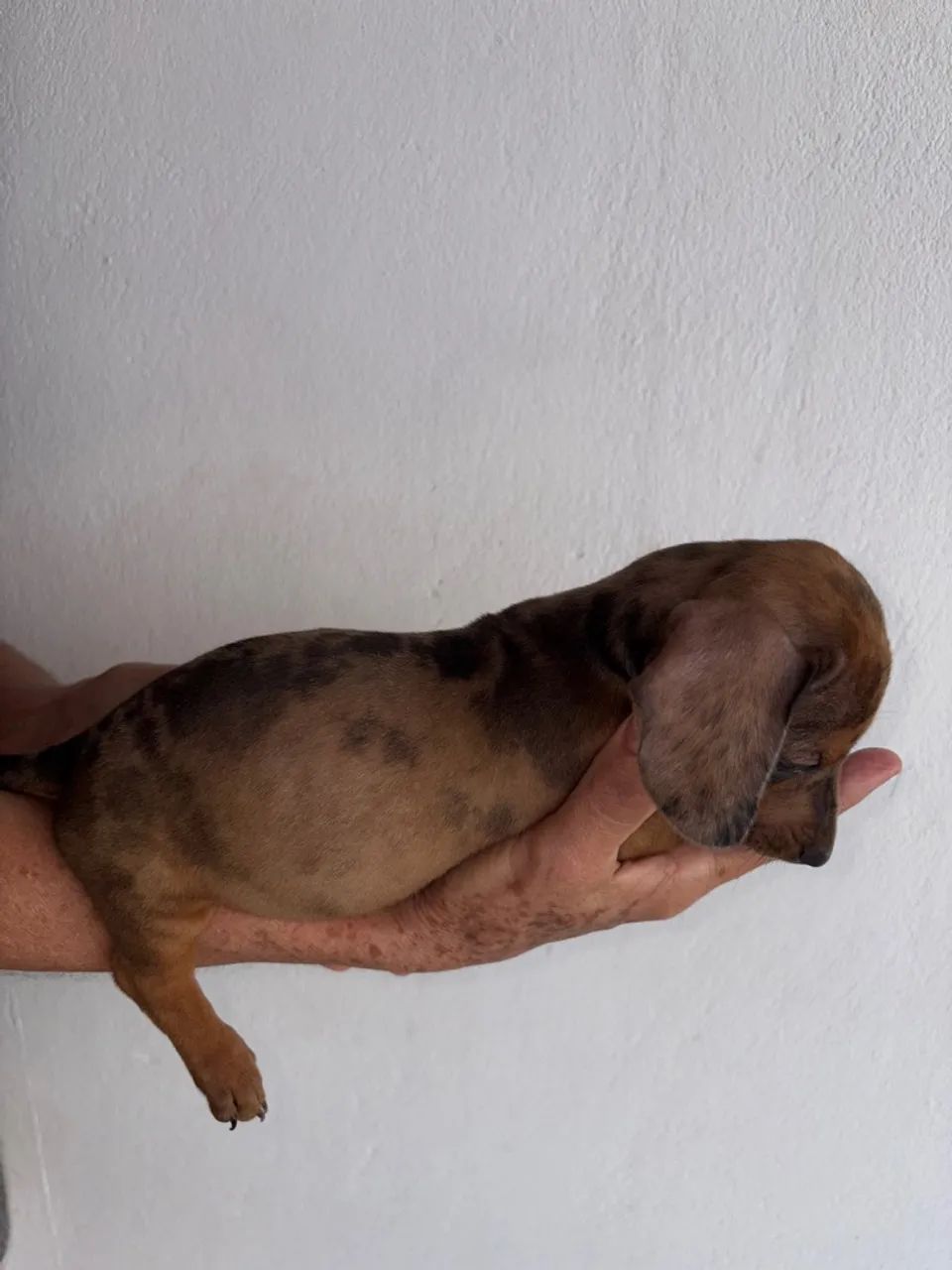 Dachshund Alerquim fêmea  - Foto 5