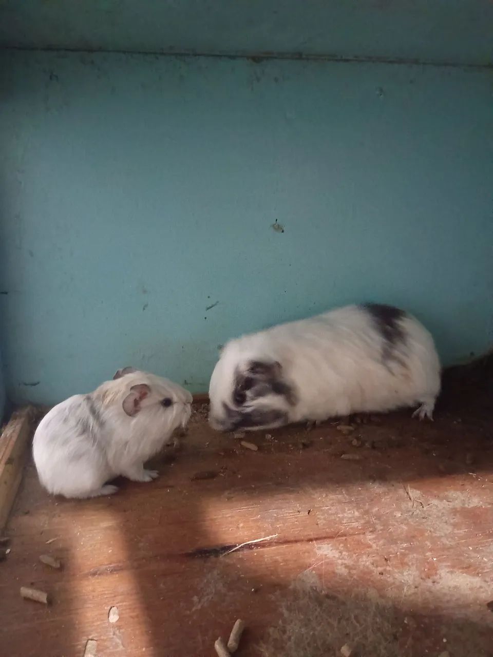 Filhotes de roedores em geral - Foto 3