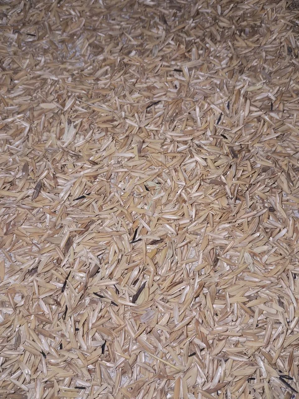 Cascas de arroz natural 