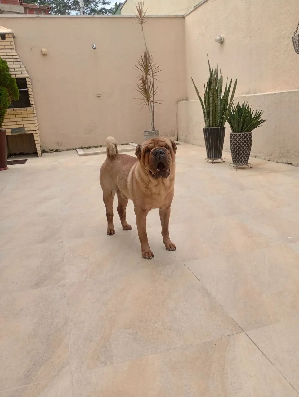 Shar Pei Adorável para Adoção - Foto 2