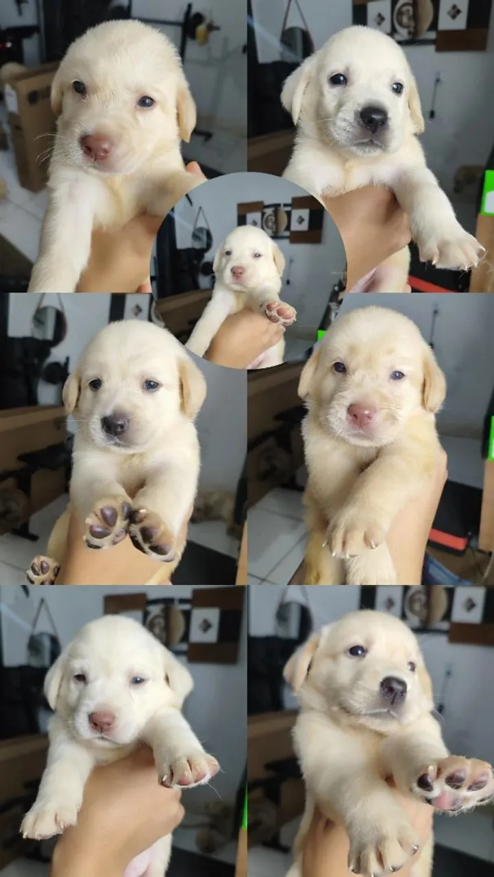 Filhote Labrador Retriever a venda!