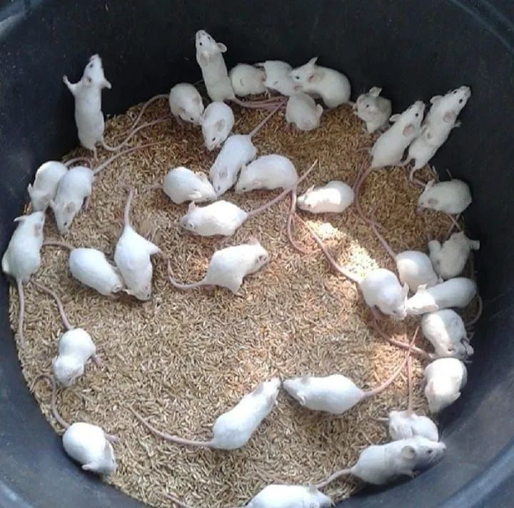 CAMUNDONGO, TOPOLINO, NEONATO, TOPODONGO<br>RATO NOVINHO - Foto 5