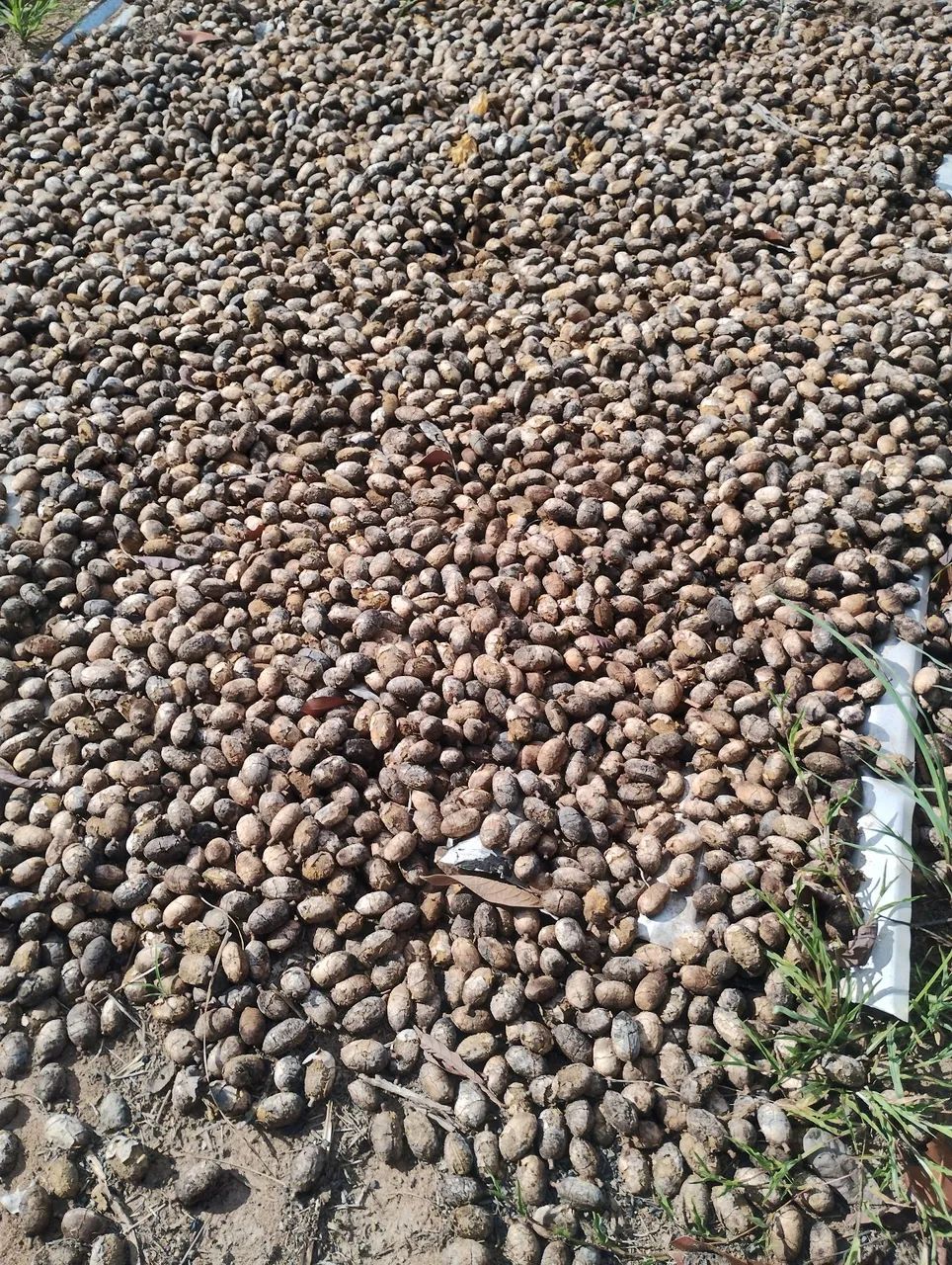 Vendo Cumarú 100 reais a lata de 15 kilos. Muda de cumarú 15reais a muda. - Foto 4