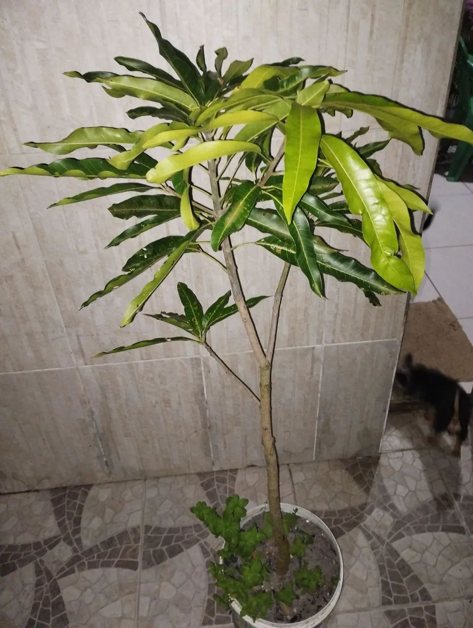 Enxerto manga espada 