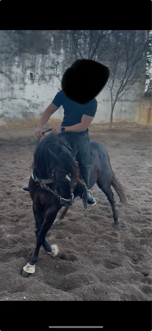 Cavalo potro quarto de milha vaquejada - Foto 2