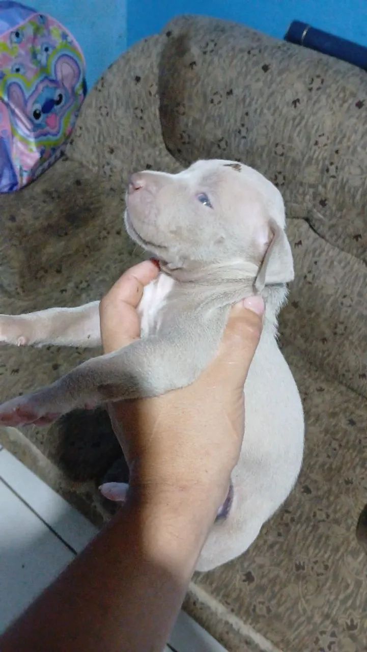 Filhote Pit monster puro - Foto 2